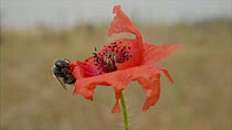 Poppy bee (Osmia papaveris / Hoplitis papaveris) cutting pieces of Common poppy (Papaver rhoeas) from the petal with its mandibles. These pieces are as large as a fingernail. The animal bundles the pi...