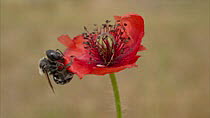 Poppy bee (Osmia papaveris / Hoplitis papaveris) cutting pieces of Common poppy (Papaver rhoeas) from the petal with its mandibles. These pieces are as large as a fingernail. The animal bundles the pi...