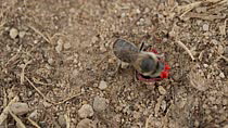 Poppy bee (Osmia papaveris / Hoplitis papaveris) bringing bundled Common poppy (Papaver rhoeas) petals to front of nest hole. The animal unfolds the pieces and carefully lines the sandy walls with the...