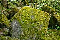 Circular carving in moss made by visitor, Wistman's Wood, Dartmoor National Park, Devon, UK. July, 2019.