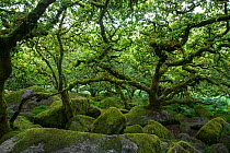 Moss covered trees in Wistman's Wood, Dartmoor National Park, Devon, UK. July, 2019.