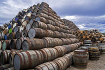Stacks of discarded whisky barrels, Speyside Cooperage, Craigellachie, Aberlour, Banffshire, Grampian, Scotland, UK.