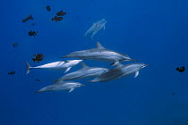 Hawaiian spinner dolphin (Stenella longirostris longirostris) pod, with male performing genital buzz courtship behaviour on female. A shoal of Black durgon triggerfish (Melichthys niger) swimming behi...