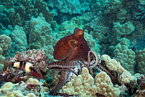 Day octopus (Octopus cyanea) hunting on coral reef with Manybar goatfish (Parupeneus multifasciatus) waiting to catch any small fish that escape, Makako Bay, North Kona, Hawaii Island, Hawaii, Pacific...