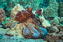 Day octopus (Octopus cyanea) hunting on coral reef, exhibiting white colouration while expanding webbing between arms to trap fleeing prey with Manybar goatfish (Parupeneus multifasciatus) waiting clo...