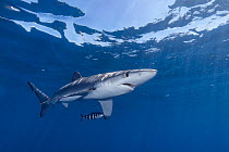 Blue shark (Prionace glauca) with small parasites attached on side of head and under mouth, accompanied by Pilot fish (Naucrates ductor), Baja California Sur, Mexico, Pacific Ocean.