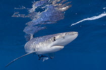 Blue shark (Prionace glauca) with small parasites attached on side of head and under mouth, accompanied by Pilot fish (Naucrates ductor), Baja California Sur, Mexico, Pacific Ocean.