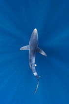 Blue shark (Prionace glauca) dorsal view, Baja California Sur, Mexico, Pacific Ocean.