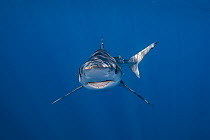 Blue shark (Prionace glauca) with mouth open, underwater portrait, Baja California Sur, Mexico, Pacific Ocean.