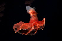 Glowing sucker octopus (Stauroteuthis syrtensis) at a depth of 830m, Gulf of Maine, Atlantic Ocean.