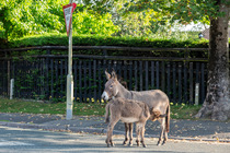 A free roaming Donkey (Equus asinus) suckling its foal on a road in village, Brockenhurst, New Forest National Park, Hampshire, England, UK. September, 2023.