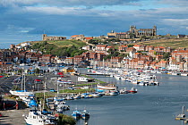 View of sailing boats in Whitby harbour showing the church and Whitby Abbey in background, Whitby, North Yorkshire, England, UK.