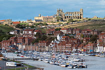 View of sailing boats in Whitby harbour showing the church and Whitby Abbey in background, Whitby, North Yorkshire, England, UK.