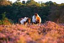 RF - New Forest pony mare and foal standing among Heather (Calluna vulgaris) at dawn, New Forest National Park, Hampshire, England, UK. September. (This image may be licensed either as rights managed...