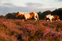New Forest pony mare and foal walking through Heather (Calluna vulgaris) at dawn, New Forest National Park, Hampshire, England, UK. September.