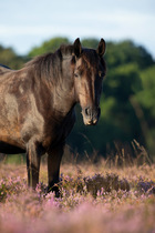 New Forest pony standing in Heather (Calluna vulgaris), New Forest National Park, Hampshire, England, UK. August.