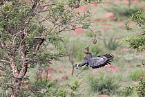 African harrier hawk (Polyboroides typus) raiding nest of Weaverbird, Nambithi Game Reserve, Ladysmith, South Africa.