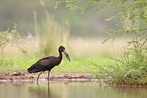 African openbill stork (Anastomus lamelligerus) wading in shallow water at waterhole searching for food, Kruger National Park, South Africa.