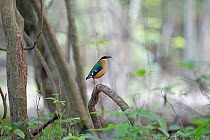 African pitta (Pitta angolensis) perched on branch in lowland forest, Coutada 11, Zambezi Delta, Mozambique.