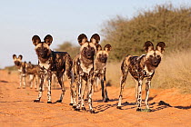 African wild dog (Lycaon pictus) hunting pack standing alert on dusty track, Khamab Kalahari Reserve, South Africa.