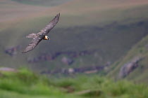 Bearded vulture (Gypaetus barbatus) in flight over mountain landscape, Giant's Castle, Drakensberg Mountains, South Africa.