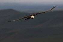 Bearded vulture (Gypaetus barbatus) in flight, Giant's Castle, Drakensberg Mountains, South Africa.