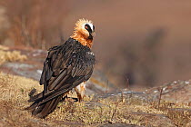 Bearded vulture (Gypaetus barbatus) perched on rock, Giant's Castle, Drakensberg Mountains, South Africa.