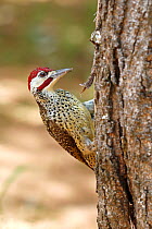 Bennet's woodpecker (Campethera bennettii) male, perched on tree trunk, Mabula Game Lodge, South Africa.