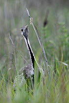 Black-bellied bustard (Lissotis melanogaster) feeding on caterpillar prey, Nambithi Game Reserve, Ladysmith, South Africa.