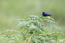 Blue swallow (Hirundo atrocaerulea) male, perched on fern, Roselands Nature Reserve, KwaZulu Natal, South Africa.