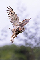 Cape eagle owl (Bubo capensis) taking flight, Balgowan, KwaZulu Natal, South Africa.
