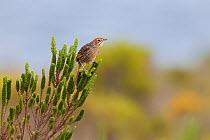 Cape grassbird (Sphenoeacus afer) perched in bush, Ballot's Bay Private Nature Reserve, Western Cape, South Africa.