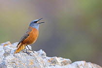 Cape Rock thrush (Monticola rupestris) male, perched on rock calling, Giant's Castle, Drakensberg Mountains, South Africa.
