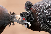 Two Crested guineafowls (Guttera pucherani) preening each other, Kruger National Park, South Africa. Wildlife Photographer of the Year 2022 - People's Choice Award.