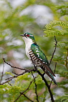 Diederik cuckoo (Chrysococcyx caprius) male, perched on branch, Nambithi Game Reserve, Ladysmith, South Africa. Bird Photographer of the Year 2021 - Commended Portrait category.