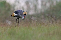 Grey-crowned crane (Balearica regulorum) feeding in grassland, Balgowan, Natal Midlands, South Africa. Endangered.