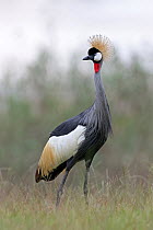 Grey-crowned crane (Balearica regulorum) standing in grassland, Balgowan, Natal Midlands, South Africa. Endangered.