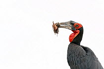 Ground hornbill (Bucorvus leadbeateri) with mouse prey in beak, portrait, Pafuri, Kruger National Park, South Africa. Cropped.