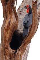Ground hornbill (Bucorvus leadbeateri) perched at entrance to nest hole with mouse prey in beak, Pafuri, Kruger National Park, South Africa.
