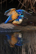 Half-collared kingfisher (Alcedo semitorquata) pair, perched on rock at water's edge just prior to mating, Balgowan, KwaZulu Natal, South Africa. Cropped.