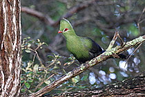 Knysna turaco (Tauraco corythaix) perched on branch, Nature's Valley, Garden Route, South Africa.
