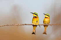 Little bee-eaters (Merops pusillus) pair, perched on branch, Waterberg Biosphere, Mpumalanga, South Africa.