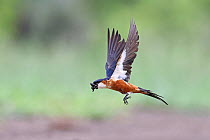Mosque swallow (Cecropis senegalensis) in flight carrying nesting material in beak, Makuleke Concession, northern Kruger National Park, South Africa.