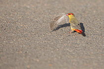 Orange-breasted waxbill (Amandava subflava) standing on the ground holding feather in beak to use as nesting material, Rietvlei Nature Reserve, Gauteng, South Africa.