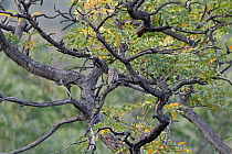 Pearl-spotted owlet (Glaucidium perlatum) perched in tree, Shondoro, Waterberg, South Africa.