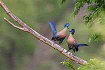 Purple-crested turaco (Gallirex porphyreolophus) pair, perched on branch exhibiting courtship behaviour, Lower Mpushini Conservancy, KwaZulu Natal, South Africa. Nature's Best Photography Interna...