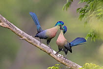 Purple-crested turaco (Gallirex porphyreolophus) pair, perched on branch exhibiting courtship behaviour, Lower Mpushini Conservancy, KwaZulu Natal, South Africa. Bird Photographer of the Year Competit...
