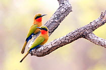 Red-throated bee-eaters (Merops bulocki) pair, perched on branch, Benoue National Park, North West Cameroon.