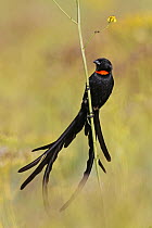 Red-collared widowbird (Euplectes ardens) male, perched on grass stem performing courtship display, Balgowan, Natal Midlands, South Africa.