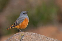 Sentinel rock thrush (Monticola explorator) male, perched on rock, singing, Golden Gate Highlands National Park, Free State, South Africa.